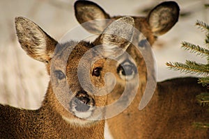 Whitetail Deer Does in Snow
