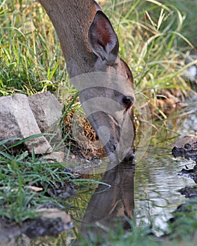 Whitetail deer drinking water