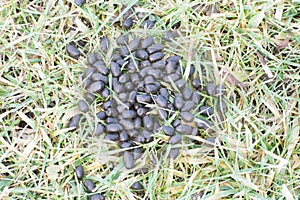 Whitetail Deer Droppings