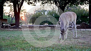 Whitetail deer eating corn out of a yard in the Texas hill country.