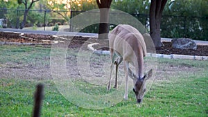 Whitetail deer eating corn out of a yard in the Texas hill country.