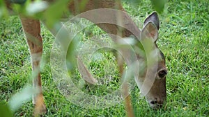 Whitetail deer eating corn out of a yard in the Texas hill country.