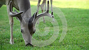 Whitetail deer eating corn out of a yard in the Texas hill country.