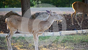 Whitetail deer eating corn out of a yard in the Texas hill country.