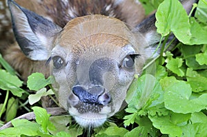 Whitetail Deer Fawn