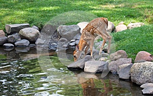 Whitetail deer fawn