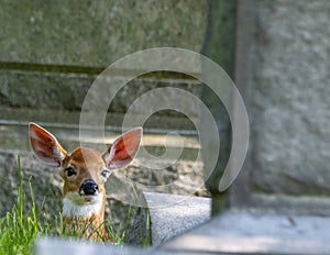 Whitetail Deer Fawn