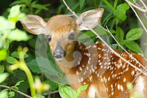 Whitetail Deer Fawn