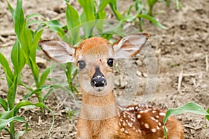 Whitetail Deer Fawn