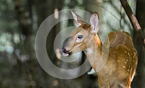 Whitetail Deer Fawn on Alert in the Woods