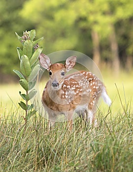 Whitetail deer fawn buck