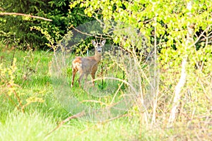 Whitetail deer fawn