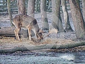 Whitetail deer fawn feeding with oak corns in leaves