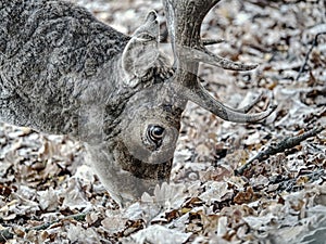 Whitetail deer fawn feeding with oak corns in leaves