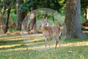 Whitetail Deer Fawn