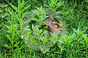 Whitetail Deer Fawn Hiding in Tall Grass (vignette)