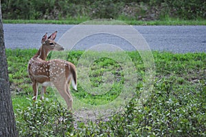 Whitetail Deer Fawn Looking Over Shoulder