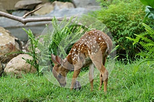 Beautiful white-tailed deer photo