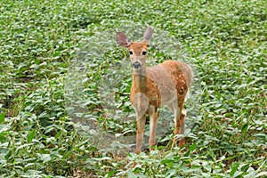 Whitetail Deer Fawn Standing In Bean Field