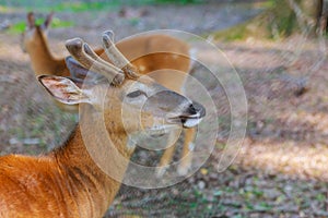 Whitetail Deer Fawn standing in the forest