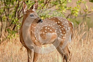 Whitetail deer fawn standing in tall grass in the spring