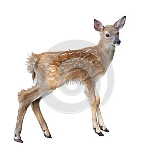 Whitetail deer fawn watercolor photo