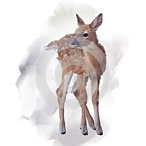 Whitetail deer fawn watercolor photo