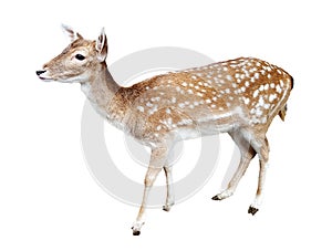 Whitetail deer fawn on white