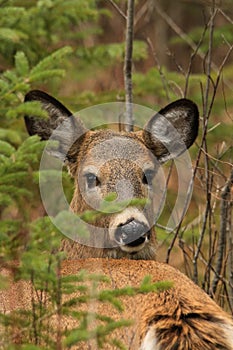 Whitetail Deer Fawn Yearling Profile Pose in Forest