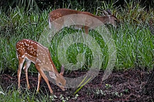 baby deer in the Florida forest