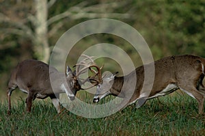 Whitetail deer fighting