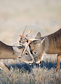 Whitetail deer fighting