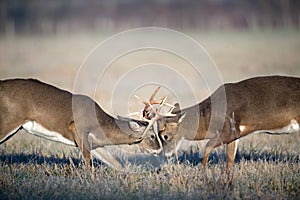 Whitetail deer fighting