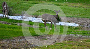 Whitetail deer in grass
