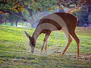 Whitetail deer grazing