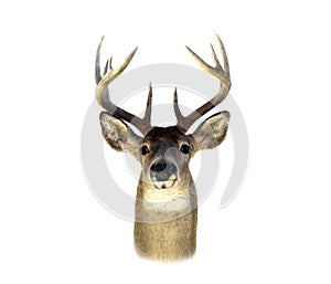 Whitetail Deer Head Isolated