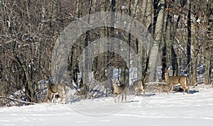 Whitetail Deer Herd photo