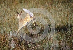 Whitetail Deer Jumping