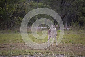 Whitetail Deer looks inquisitively