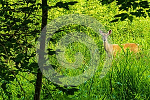 A Whitetail Deer in a Marsh Habitat in Spring is Very Alert.