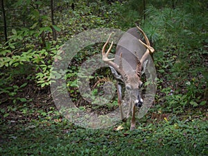 Whitetail deer, mature buck with large antlers in outdoor woods.