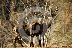 Whitetail deer in a meadow