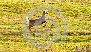 Whitetail Deer Mid-Flight Alarm Tail
