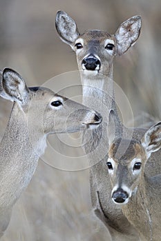 Whitetail deer Mother and family