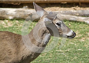 Whitetail Deer - Odocoileus virginianus