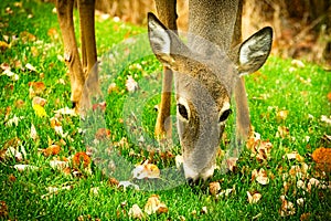 Whitetail deer odocoileus virginianus white-tailed fawn eating grass and leaves closeup