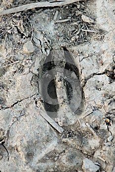 Whitetail Deer Print Track In Dried Mud