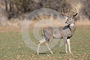 Whitetail Deer in profile View