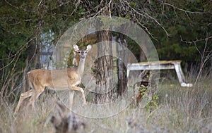 Whitetail Deer Protects Baby