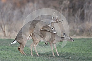 Whitetail Deer Reproduction